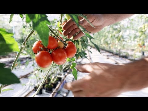 , title : 'Mitt i ett hav av tomater - så odlas vår favoritgrönsak'