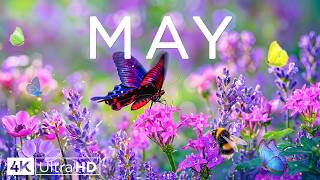 The Best of Spring 4K 🌿 Top Moments of Bees, Butterflies & May Splendor 🌸 A 2026 Masterpiece