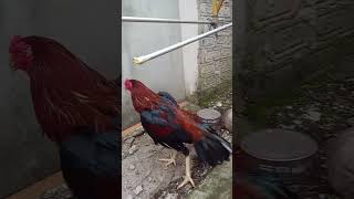 Download lagu cara melatih ayam aduan..pukul mati mp3
