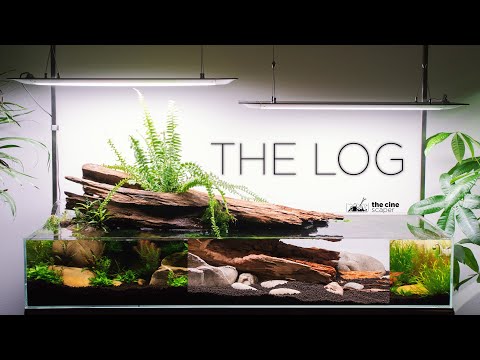 THE LOG - Story of my amazing nature aquarium (Aquascaping tutorial)