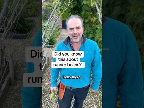 How to overwinter runner beans so that you can grow them next year. Runner beans are perennial