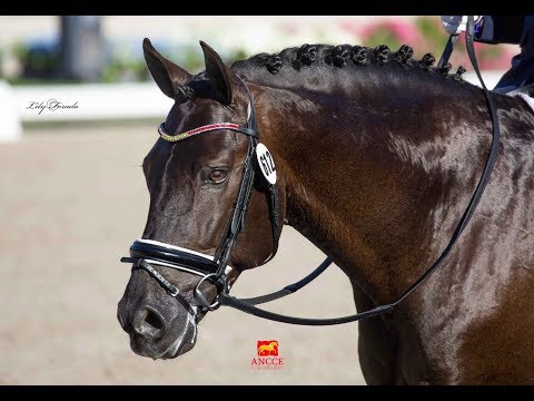POETA DE SUSAETA - WORLD CHAMPIONSHIP FOR YOUNG HORSES-6 yo