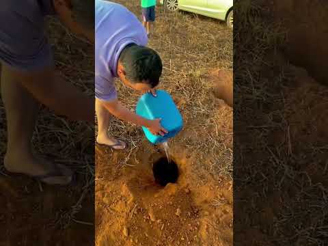 #animals  tentando tirar tatu do buraco fresquinho 😱