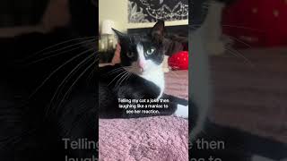 Download lagu @choonchie_the_cat: I think she found it hilarious! 🤪 #cat #catlover #kitty mp3 Download lagu @choonchie_the_cat: I think she found it hilarious! 🤪 #cat #catlover #kitty mp3