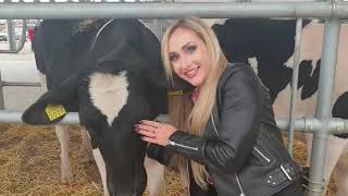 Extreme Pretty Girl Dump Truck Unloading Incredible Modern Farm #WithMe Cow Transport HOOF Farming