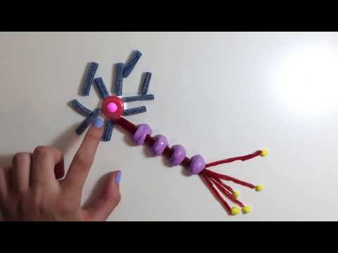 Candy Neuron