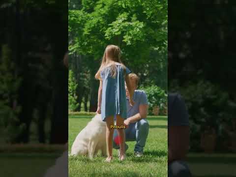 Você saberia o que fazer se fosse atacado por um pitbull?