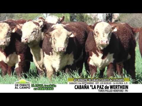 DE FRENTE AL CAMO junto a CABAÑA "LA PAZ" de WERTHEIN - TOROS P. HEREFORD-