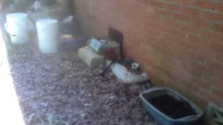 Big Black Rat Snake Goes Under My House!