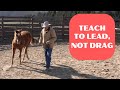 Teach Your Horse to Lead, Not Drag (Episode 195) - Herm Gailey: A Lifetime with Horses