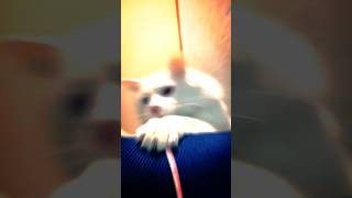 猫釣り（※落ちありません）