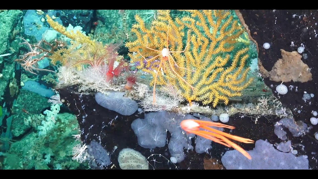 Costa Rican Deep Sea Connections - Week 2 Video Update - FK190106