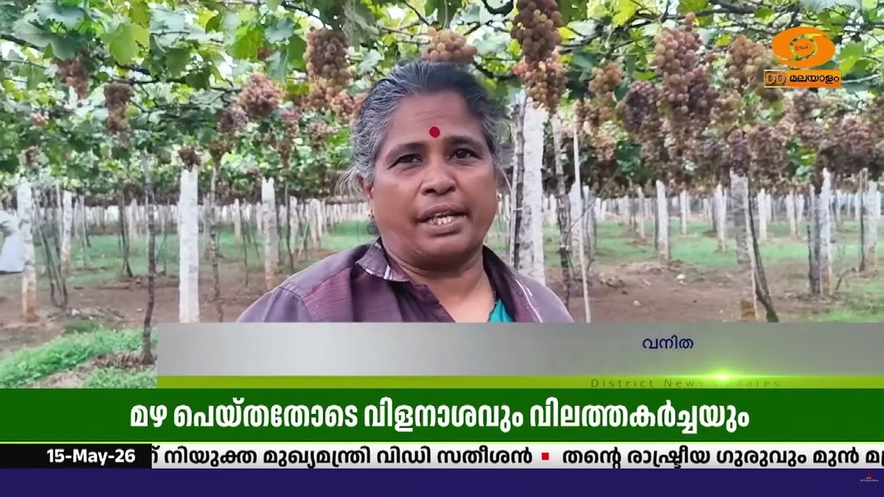 വേനൽ മഴ ശക്തമായതോടെ വിളനാശവും വിലത്തകർച്ചയും നേരിട