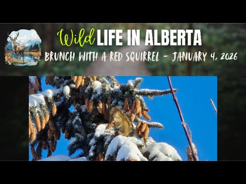 Brunch with a Red Squirrel on a Sunny Day 🐿️#squirrel #redsquirrel #sprucecones #squirrels #alberta