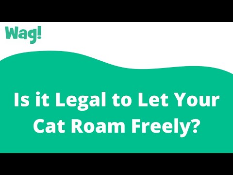 Is it Legal to Let Your Cat Roam Freely? | Wag!