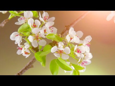 Easter Special (April 4, 2021, Live Stream) | Music & The Spoken Word