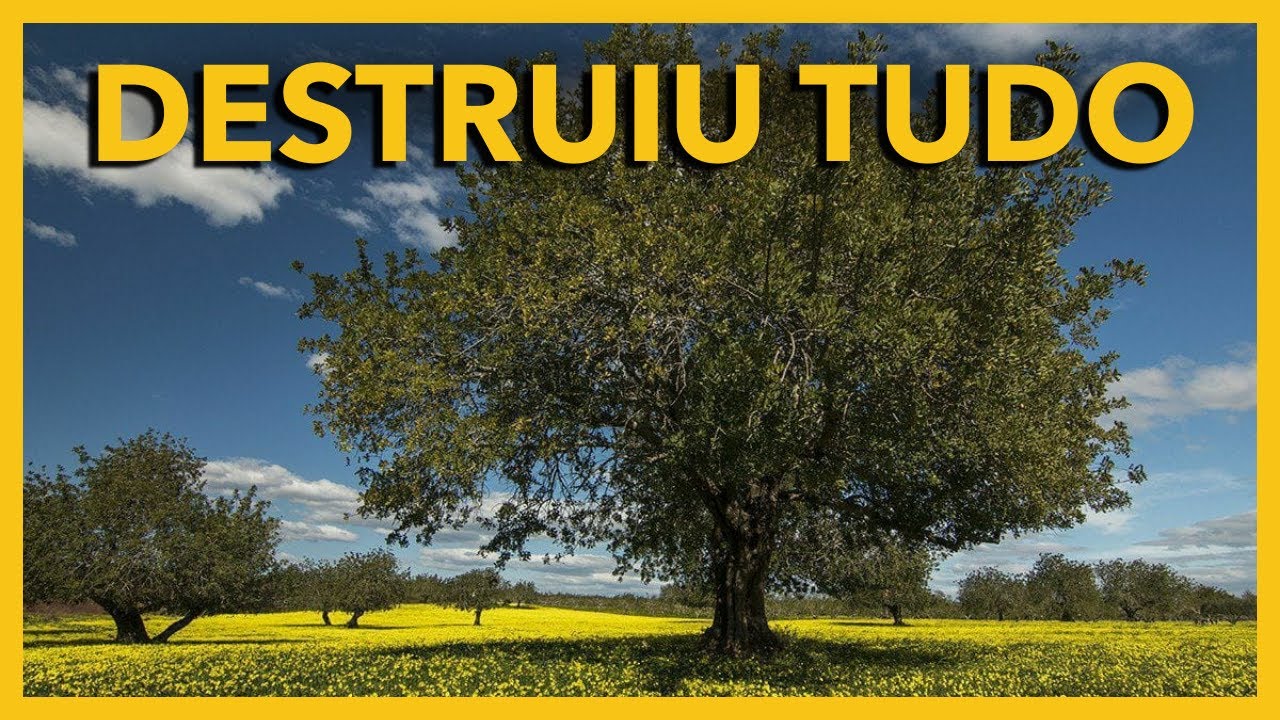 O ESTADO criou o problema das ALGAROBAS, e os INDIVÍDUOS tentam RESOLVER