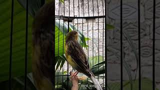 Download lagu KENARI malas bunyi, Terapi untuk kenari masteran canary #canarysingtraining #kanareyka #canário mp3