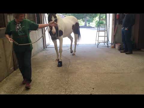 Laminitic lame horse. Shoe to barefoot transition. Video #3