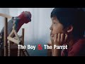 The Boy The Parrot