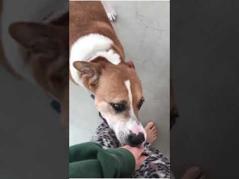 Cali, an adopted Labrador Retriever & Hound Mix in Burbank, CA_image-1