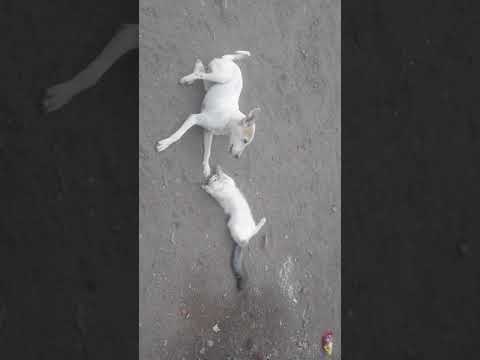 Ancient Sant Sufi culture still follow animals not men!