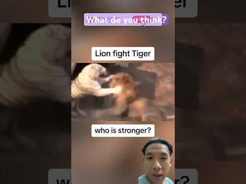 Tiger vs Lion Fight Ends in a Draw – Epic Animal Showdown! 🐯🦁🔥