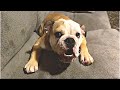 CUTE BULLDOG IS HANGRY Funny Dog Throws Tantrum
