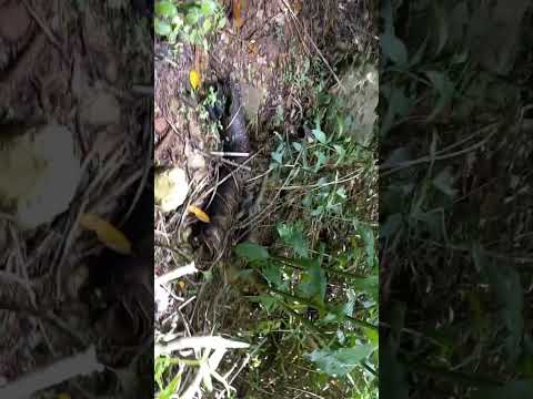 Que les parece el origen de las Cataratas El Señorial Cajabamba Cajamarca Perú #MoIn