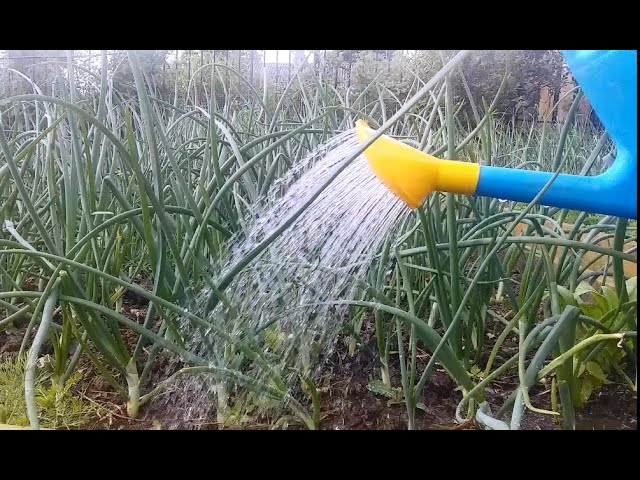 Можно ли поливать лук холодной водой?. Полив зелени. Можно поливать лук сывороткой. Можно поливать лук сывороткой. Как правильно поливать лук морковь и чеснок нашатырем.