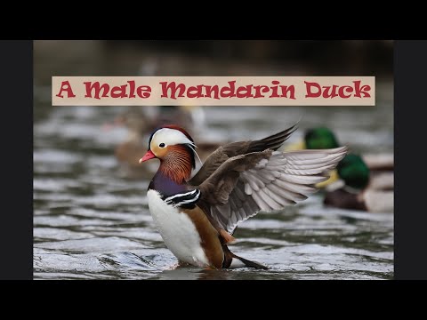 Male Mandarin Duck courtship display — Aix galericulata