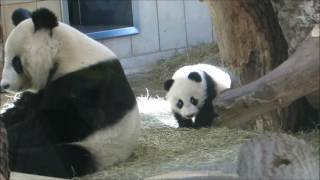 Panda Twins playing with Panda Mum