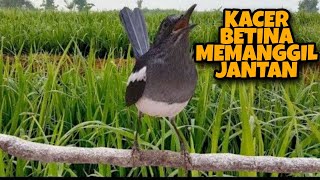 Download lagu Kacer betina memanggil jantan. Langsung birahi ! Buka ekor mp3