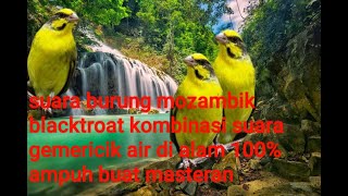 Download lagu SUARA HURUNG MOZAMBIk KOMBINASI SUARA GEMRICIK AIR 100% AMPUH BUAT MASTERAN mp3