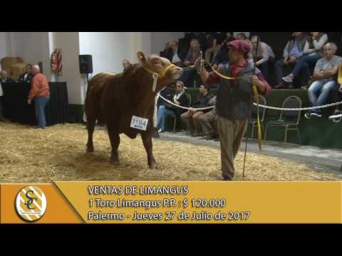 27-07-17 Venta de Toros Limangus - Palermo