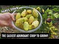 This Is The Easiest Plant To Grow It Produces Copious Amounts Of Food Prickly Pear AKA Opuntia