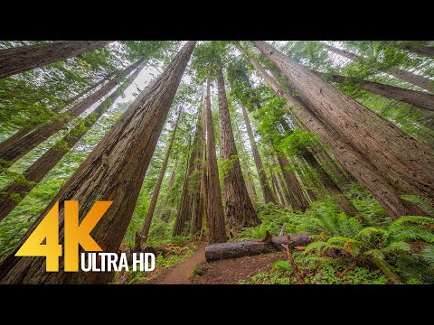 4K Nature Walk along Trail of the Cedars, North Cascades - Virtual Forest Walk with Calming Music