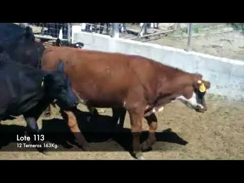 Lote 12 Terneros 10 negros y caretas ; un angus con normando 163kg -  en RUTA 2 KM 145, 4 KM AL NORTE