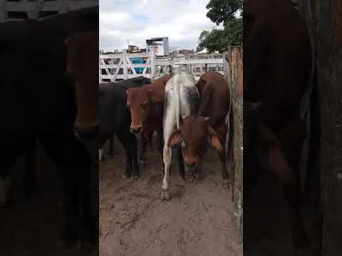 Bezerros com raça em Jucati-PE
