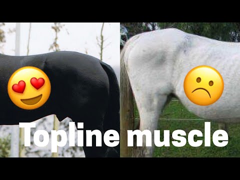 download lagu mp3 mp4 Muscle Horse, download mp3 Muscle Horse free download, download mp3 Muscle Horse