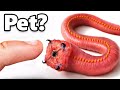 I Got A Pet Bloodworm Yes Really