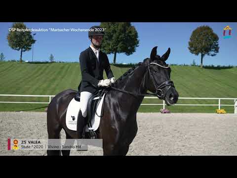 KN 25 Valea *2020 Stute v. Vivino - Sandro Hit