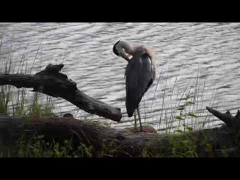 Djuma: Grey Heron - 08:48 - 03/18/20
