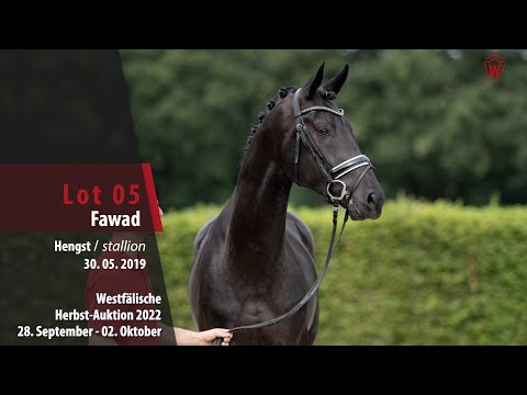 Herbst-Auktion Lot 05 Faward Hengst v. Franziskus - De Niro