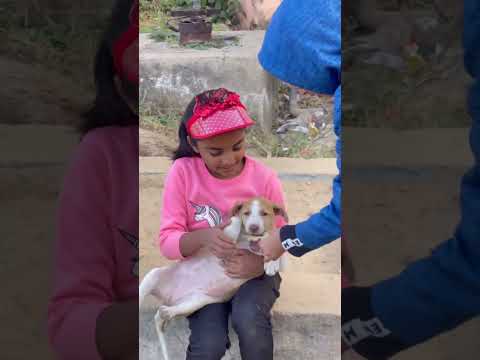 Playing with Cute Puppy Video - Dog Lover | Kritika Makwana - Kittu #puppy #doglover