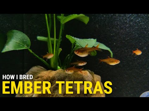 How I Bred Ember Tetras at Home