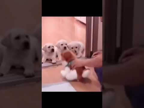 毒を盛られた犬の治療方法