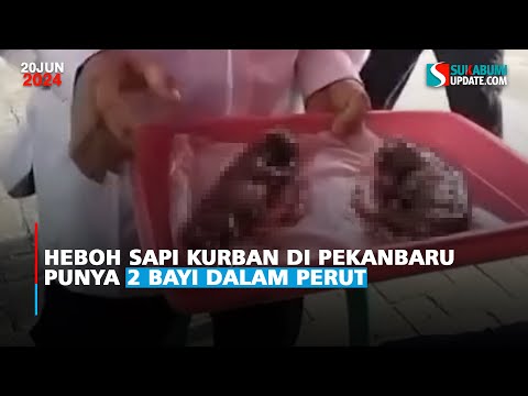Heboh Sapi Kurban di Pekanbaru Punya 2 Bayi dalam Perut