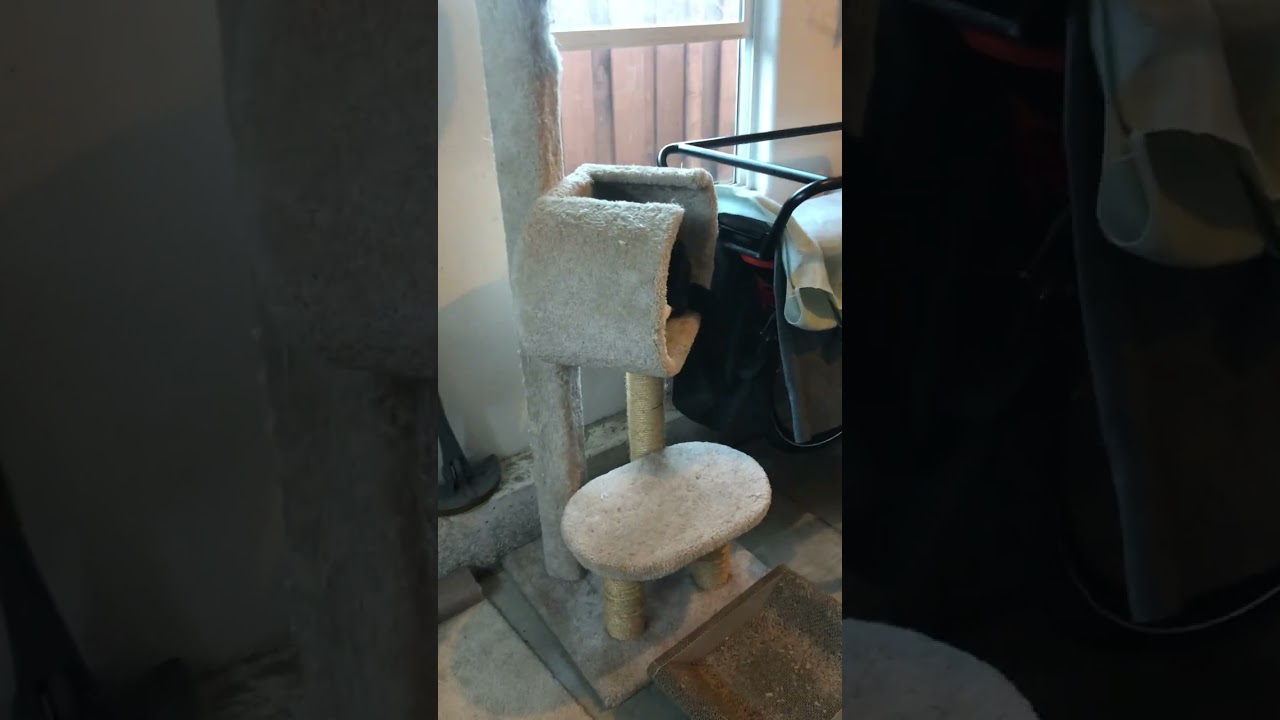 Enlarge Mamacita, a Adoptable Domestic Medium Hair in Mountain View, CA video 1/6