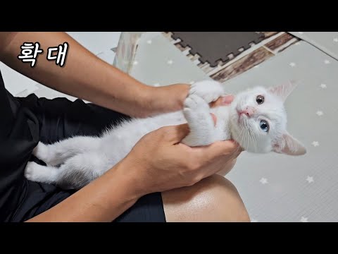 구사일생으로 목숨을 건진 아깽이를 확대하는 유튜버